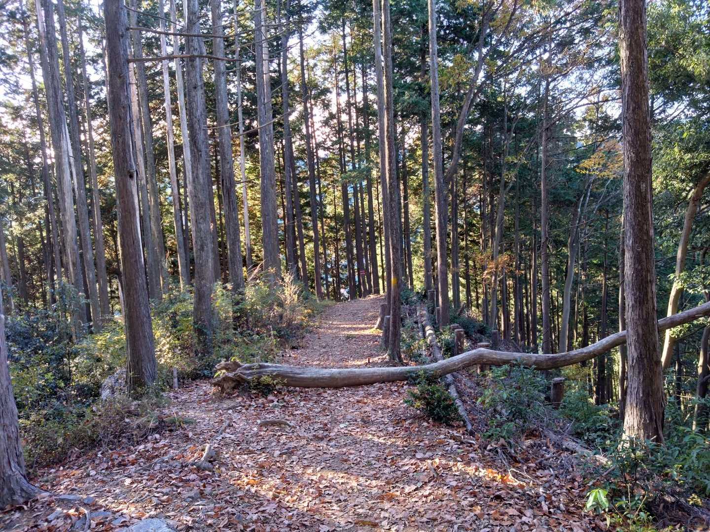 御岳渓谷入口-惣岳山・岩茸石山登山口-惣岳山 往復コースの写真