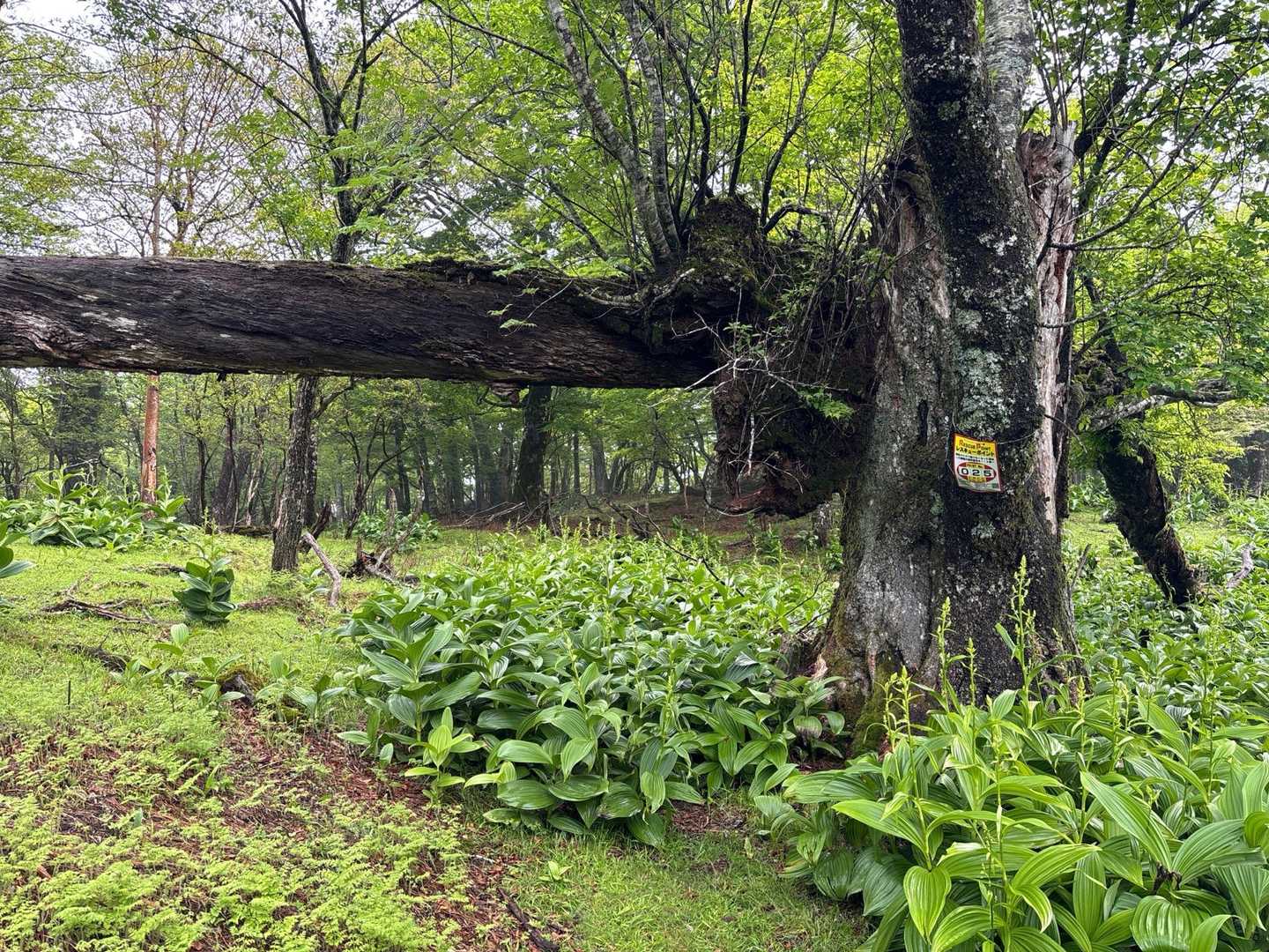 峰越登山口-椎葉越-烏帽子岳-五勇山-小国見岳-国見岳 周回コースの写真