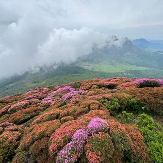オレンジっぽく見えるけど、実は茶色の終わりを迎えた花達です。なので、咲いてる時を心の目で見ます🫩