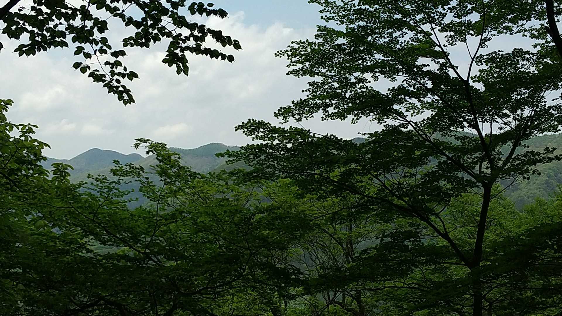 遠くに川苔山