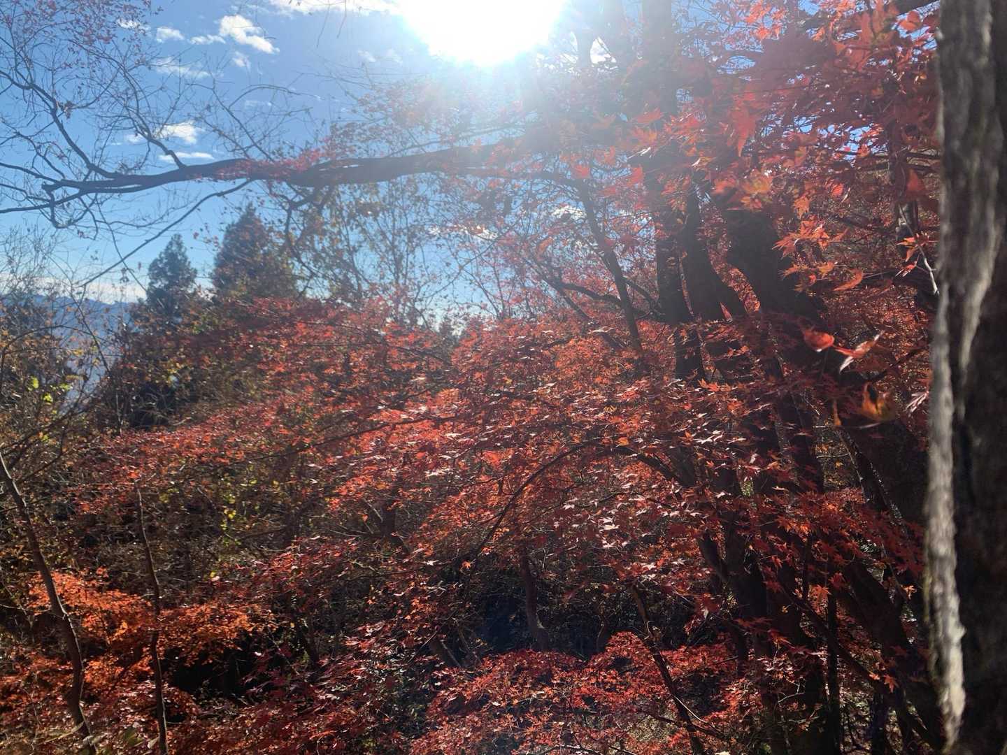 風戸入口バス停-破風山-札立峠-礼所前バス停 周回コースの写真