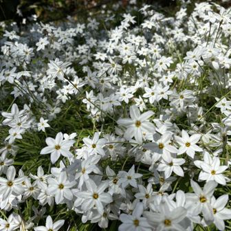 ハナニラってお名前でしたっけ

春🌸🌼☘️ですね　元気をありがと💕