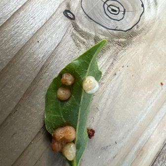 軽く朝ごはんを食べようとベンチに座ろうとしたら虫こぶの先客が🤣