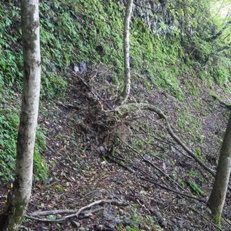 根っ子ごと倒れて迂回路を塞ぐ倒木
幹を跨げば通れますが根っ子が地滑りしたら登山道も崩落か・・😱
