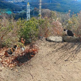 猫ちゃんが🐈🐈🐈
次々と現れたのでKitKat🍓をあげたらペロットしましたが食べませんでした😋
写真では少し離れてますが座っているベンチに３匹上がってきました🪑
後で調べたら 猫ちゃんに あげてはいけない物のリストにチョコがリストに入ってました🍫
僕が食べれて猫が食べれるもの
は何、チャオちゅ〜る？😙