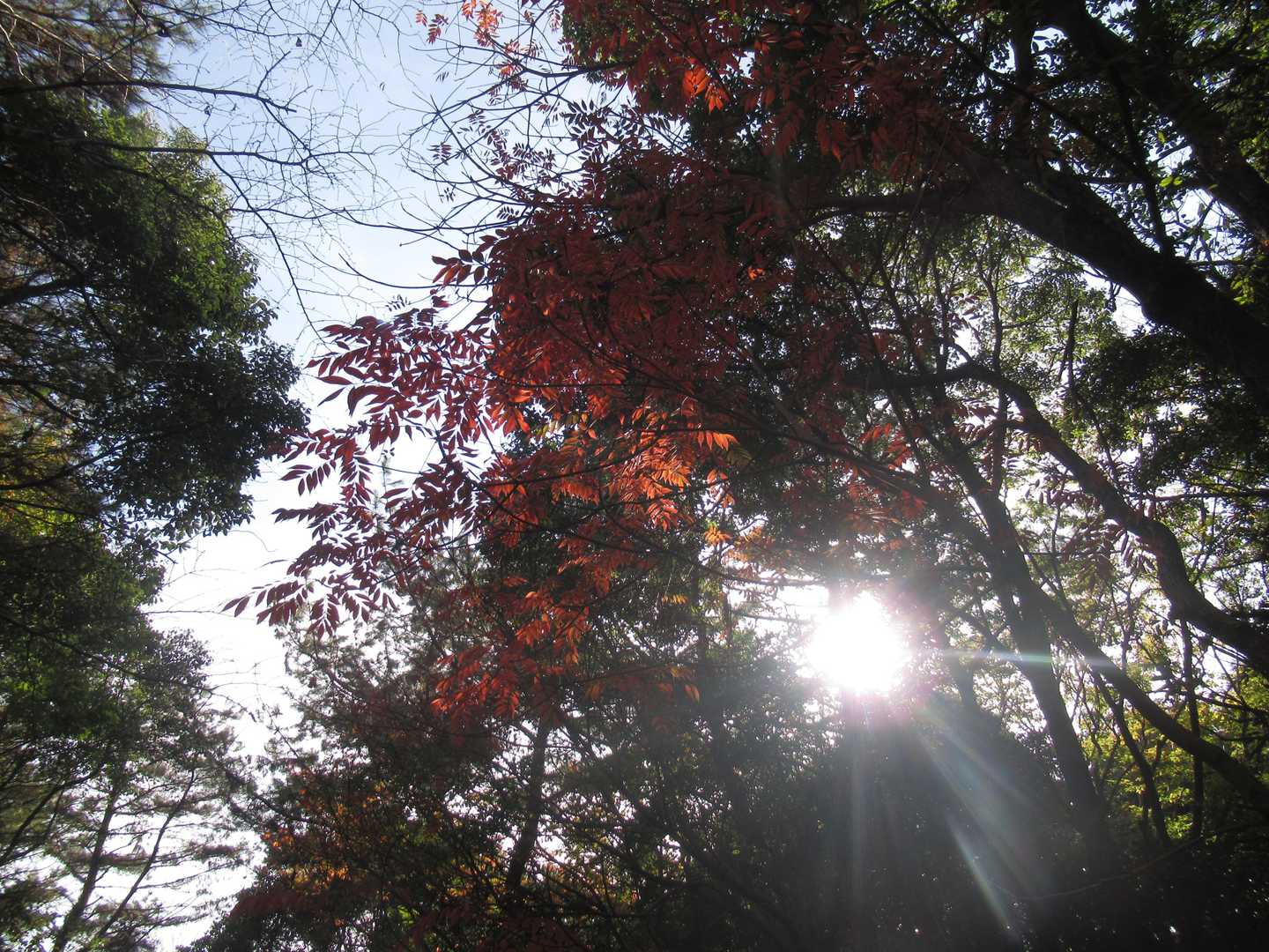 下山時にサンキライを収穫しつつ・・
でも今年は実が少ないですね。
