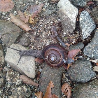 おぉ、仲間がっ🐌🐌🐌