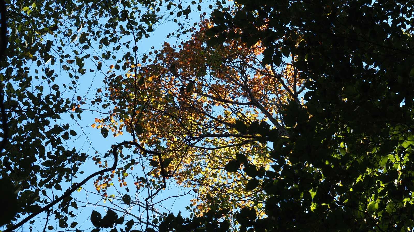 少しだけ紅葉(黄葉)