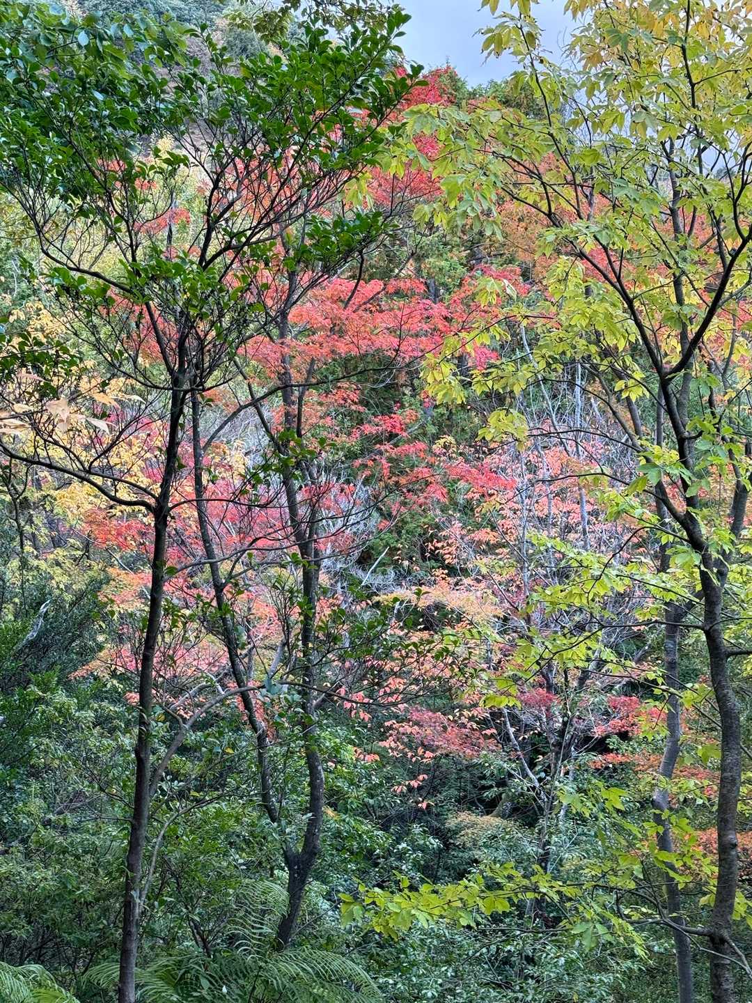 麓に近づくと赤い葉っぱが。何の木か知らんけど。
