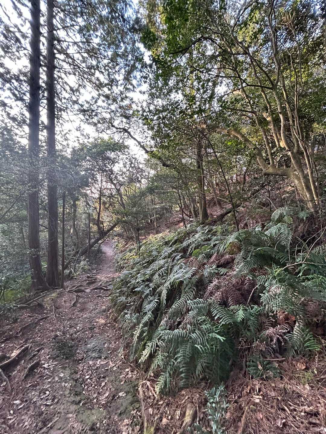 こんな感じの山道です⛰️