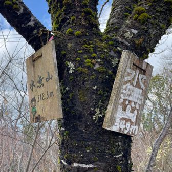 そして山頂。展望はほぼ無いです。