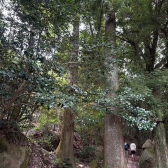 巨木に囲まれた弥山の森🌳✨
さっきまでの細い道から一変、神聖な雰囲気に包まれる😌
やっぱり弥山、森そのものに迫力がある🌿