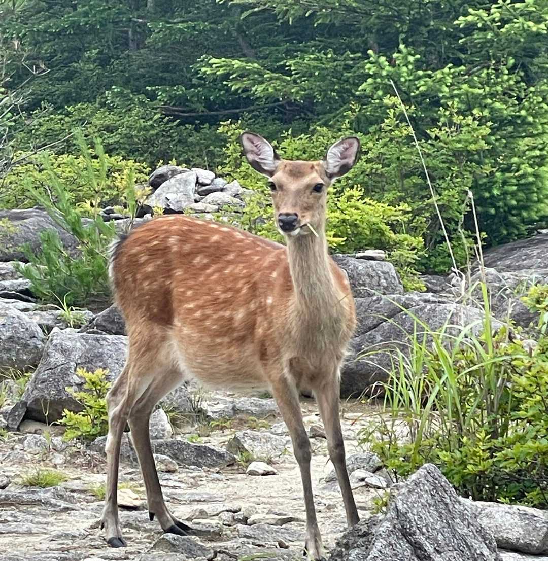 五葉山　ニホンジカの角 五葉山の鹿‼ / KOHの登山データ | YAMAP / ヤマップ
