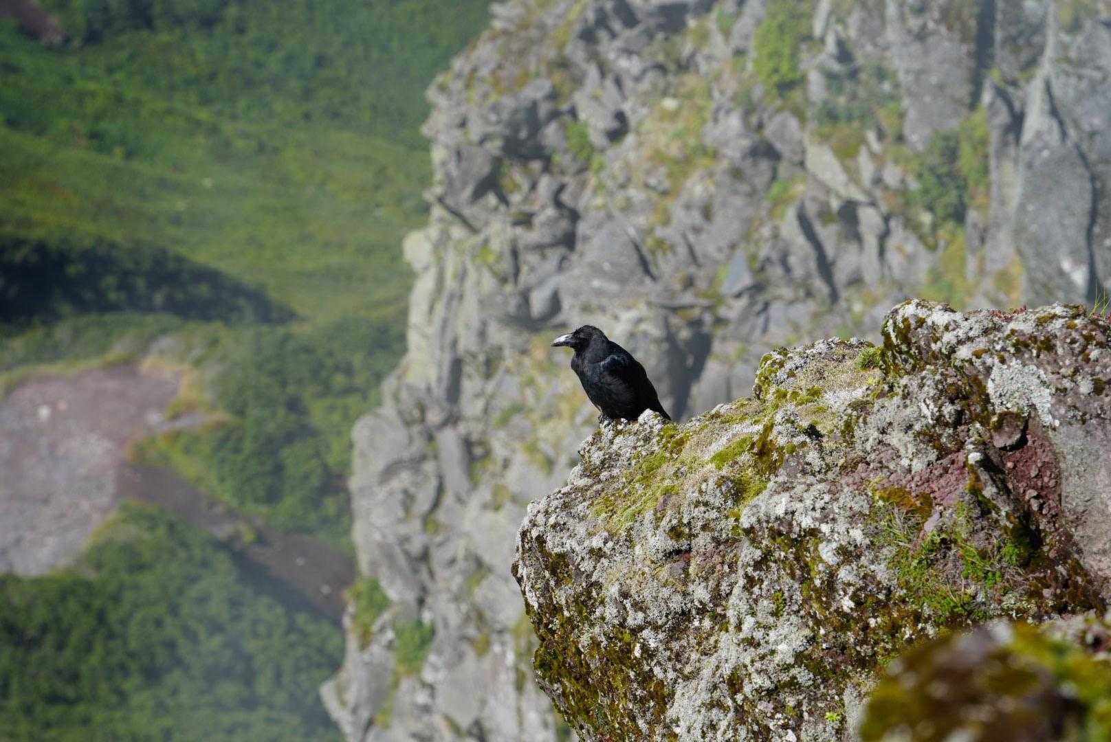 カラスがこんなところに🐦‍⬛