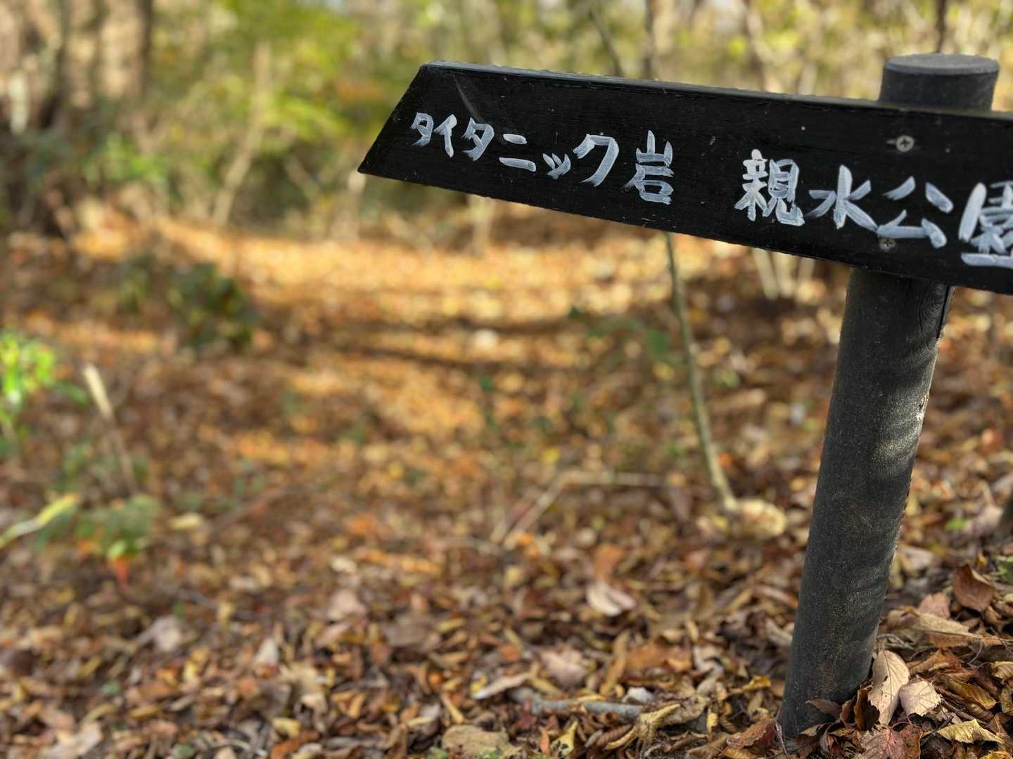 タイタニック岩に続く急〜斜面

45℃はある？落ち葉の滑り台だょ笑