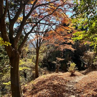 紅葉はいいねー♪