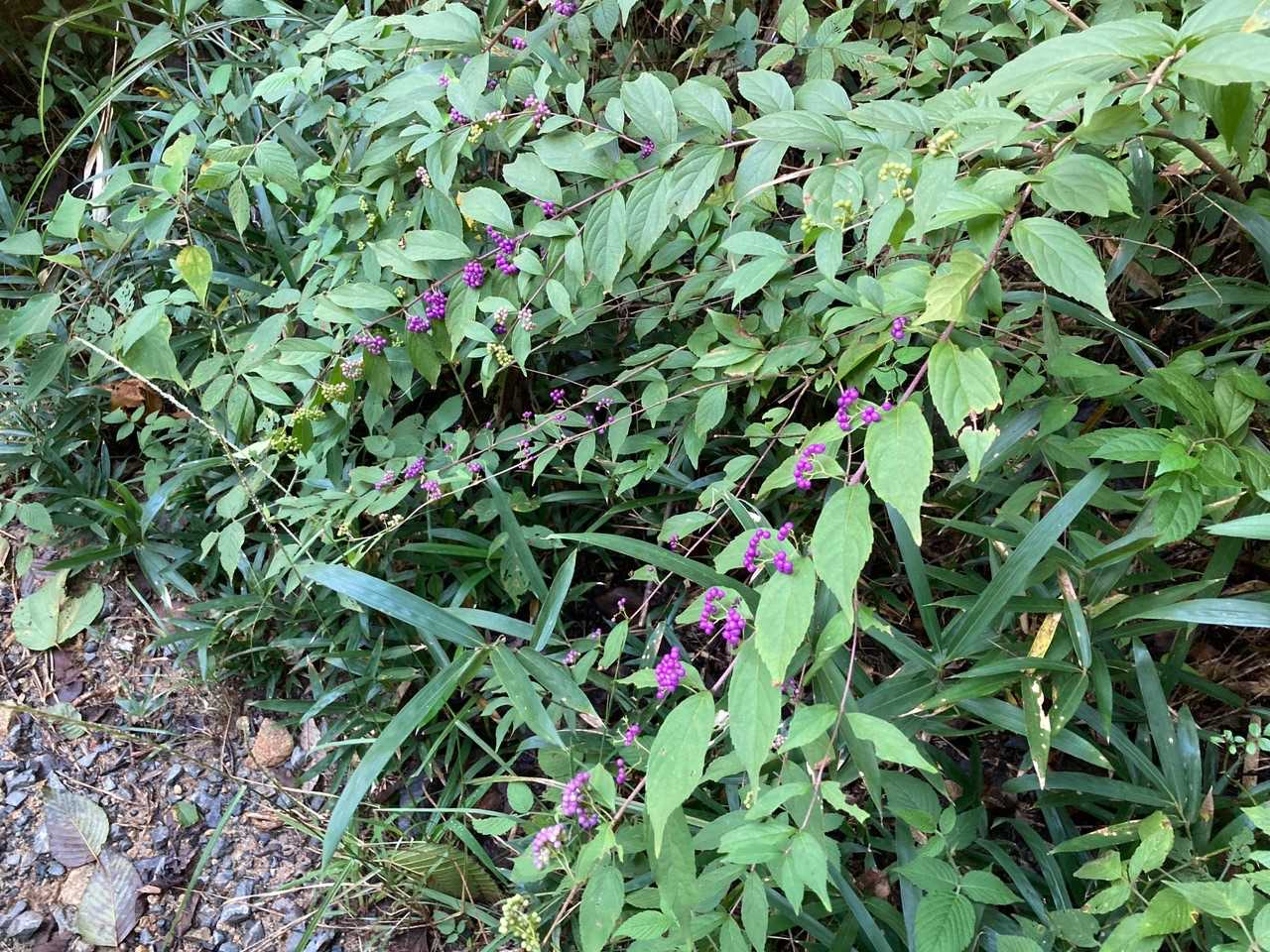 また、たまには花なんぞ撮ってみる📷
これは知っている、ムラサキシキブ
あっこれは花じゃぁなくて実なんだってね。