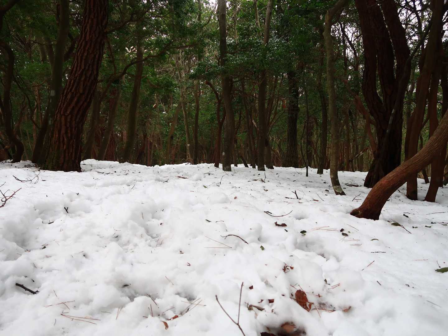 予想以上に雪があるなー　この後スパッツとチェンスパ忘れたの後悔することに😩