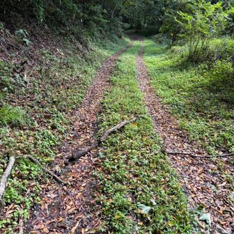 駐車場マークがあるところまではガレてたり倒木があったりとかなりの悪路で、パンクでもしたら帰りがドエライ事になるので、手前で路駐しといて正解やと思った👍