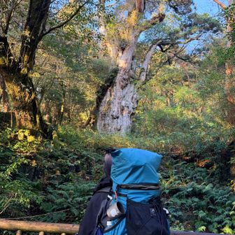 再度　縄文杉とご対面