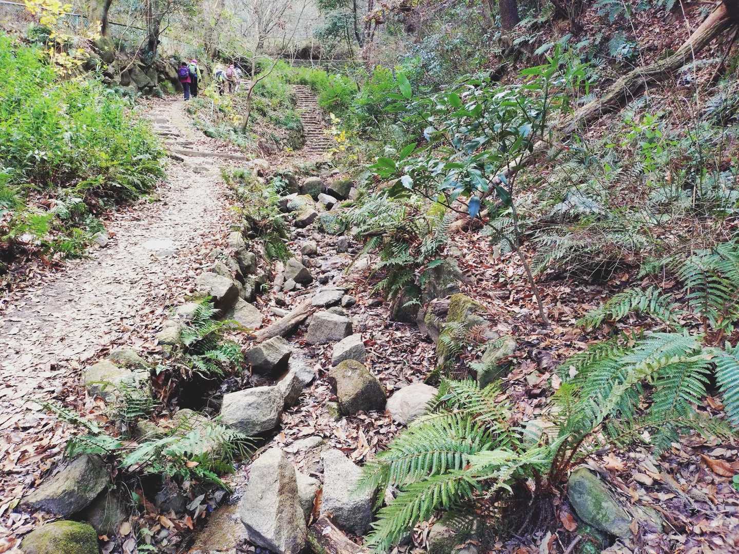小川のところで、ようやく、他の登山者の方々の姿が！
山道で人の姿が見えると、何だか安心しますね……🚶🚶🚶