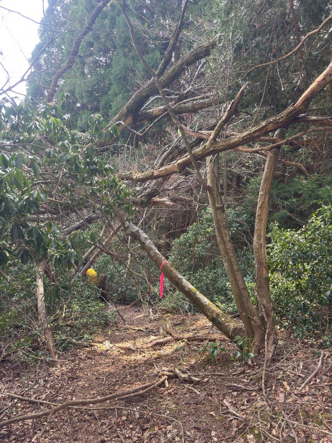 あれ〜
登りとは一転💦下山道は荒れてるやん💦😨