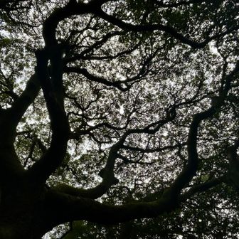 幹はダイナミックやに
細やかな
葉の集まりが美しい((´∀｀*))