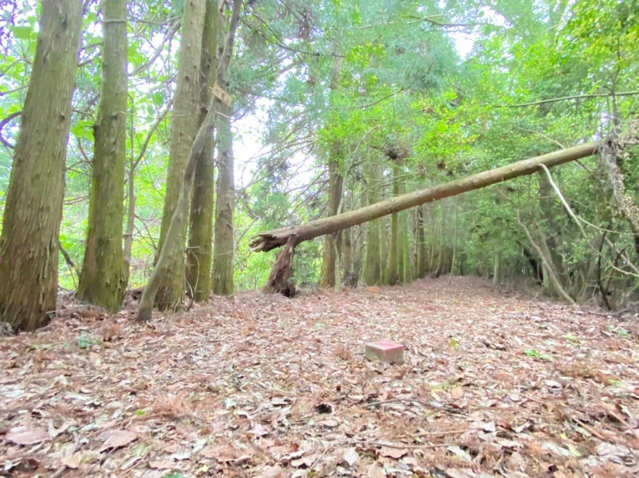 行道山（愛媛県）の写真