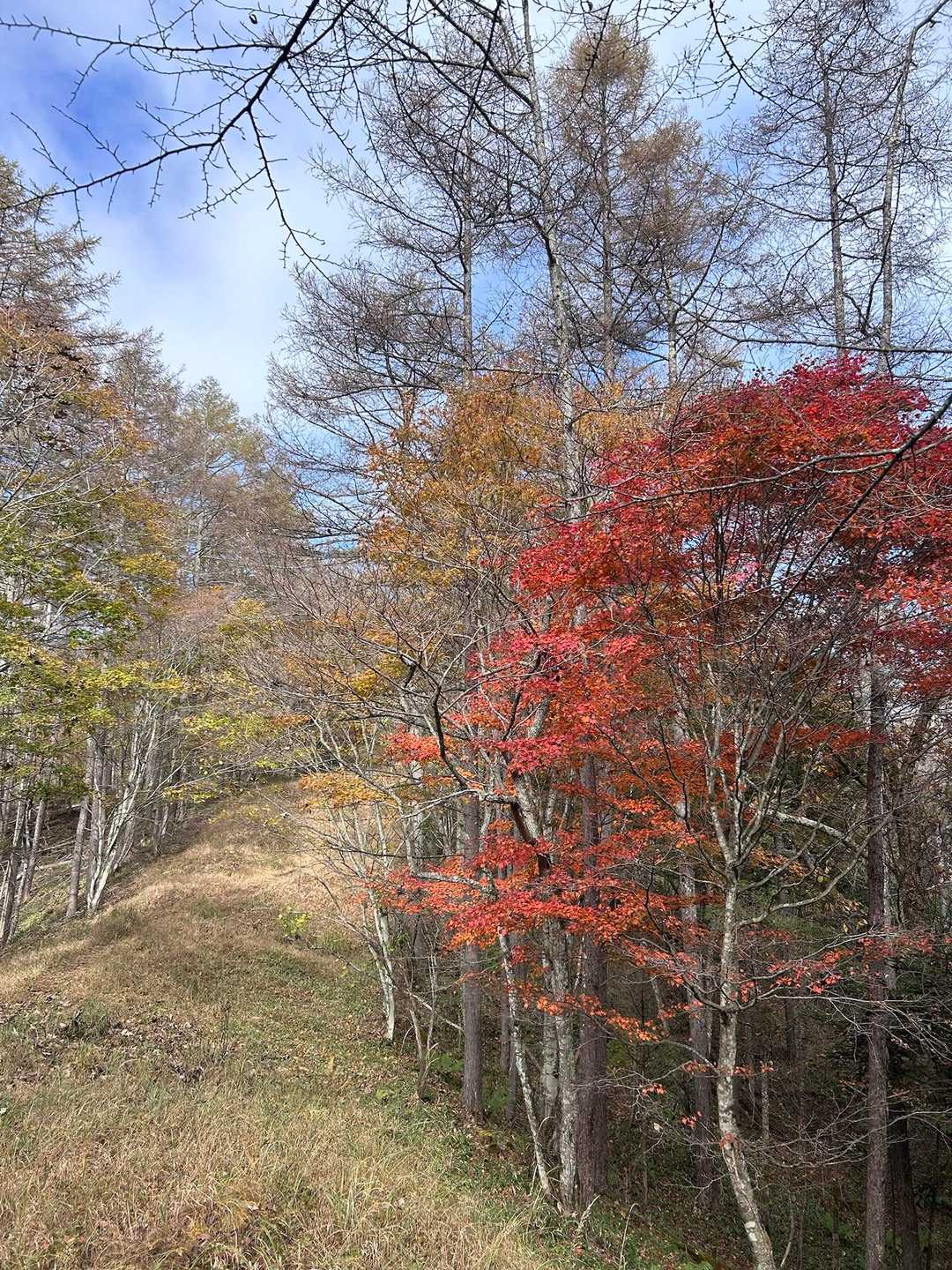 道中は鮮やかな紅葉🍁が楽しめます