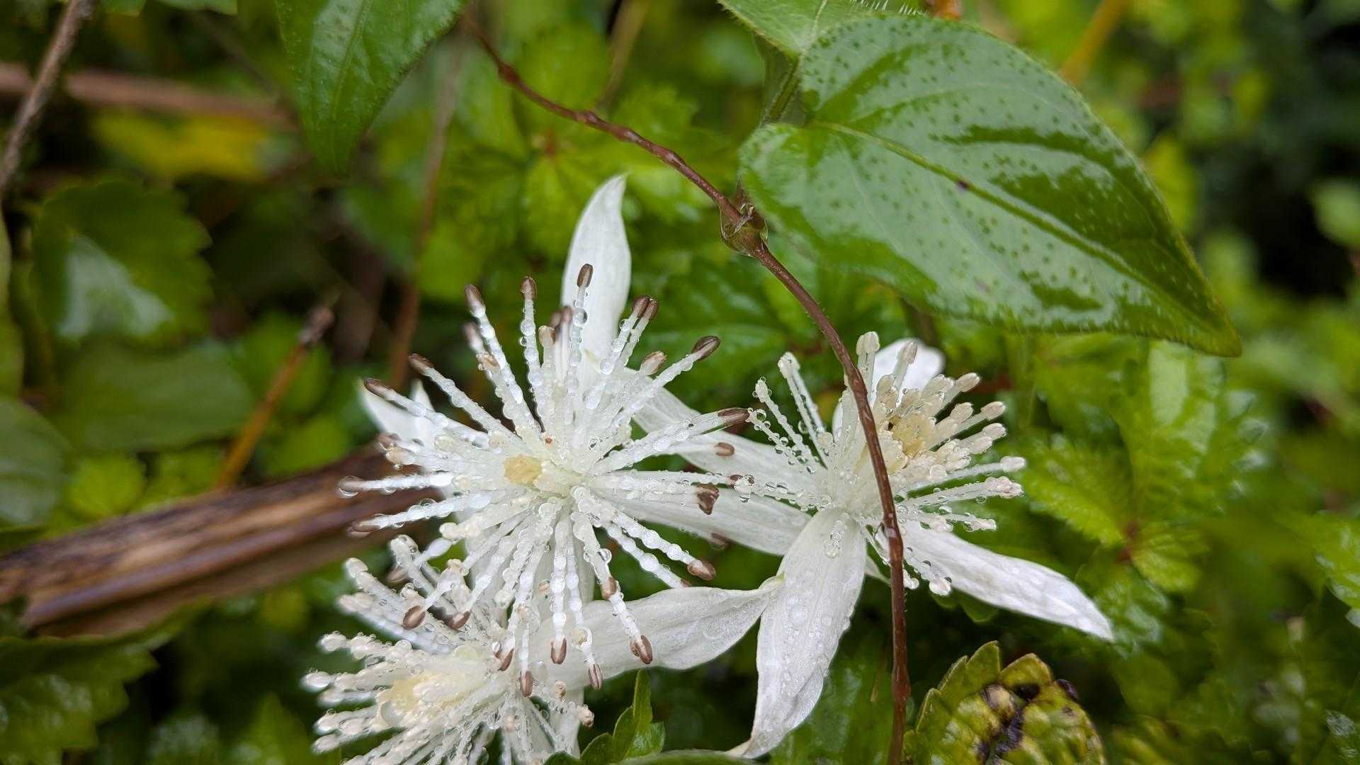 センニンソウは分かりやすい花。ノイバラかと思ったら違った。