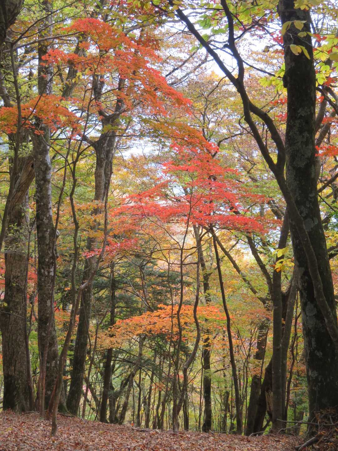 大持山～大持山分岐の紅葉