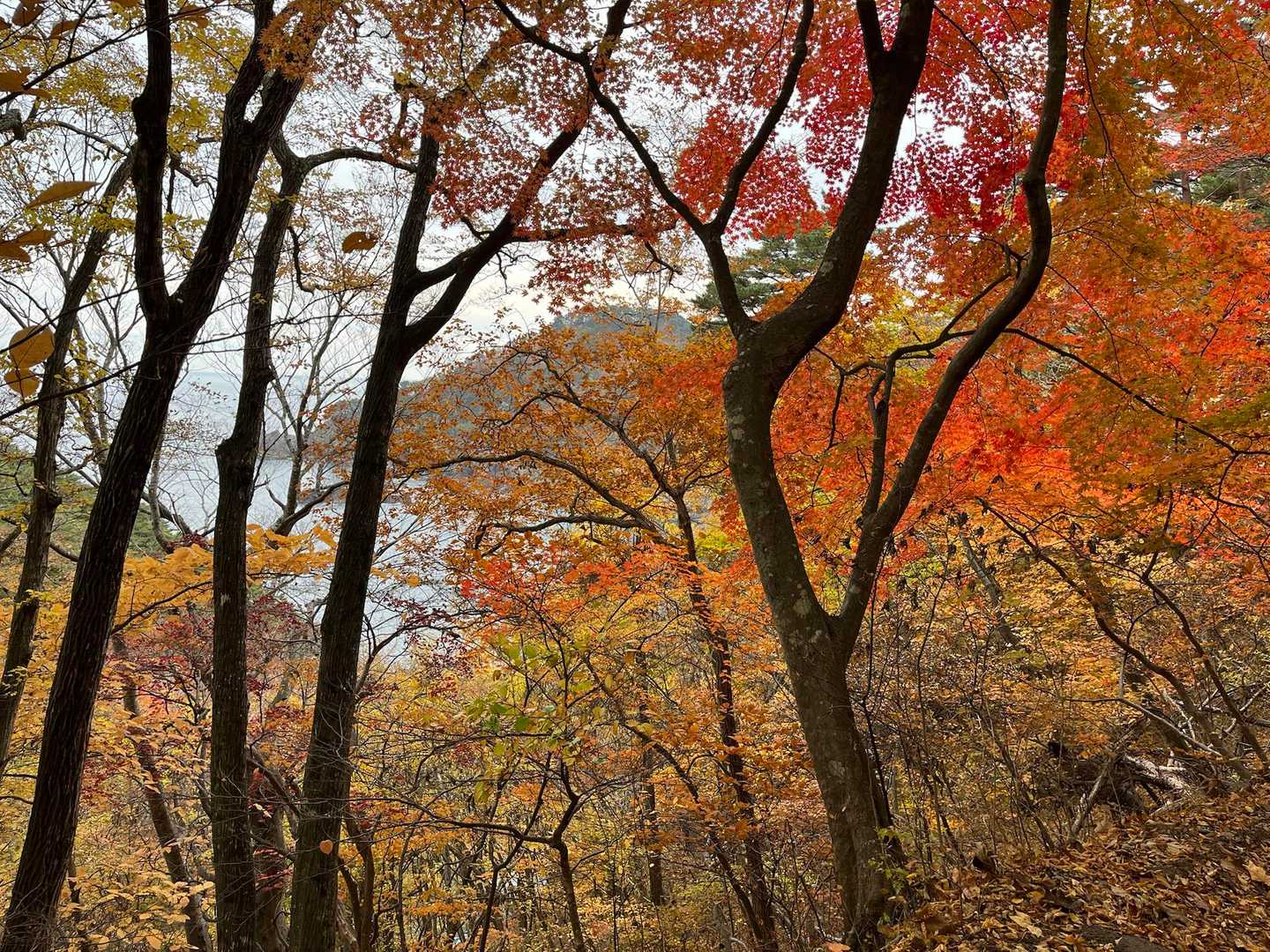 もう少しでゴール

紅葉も見納め🍁