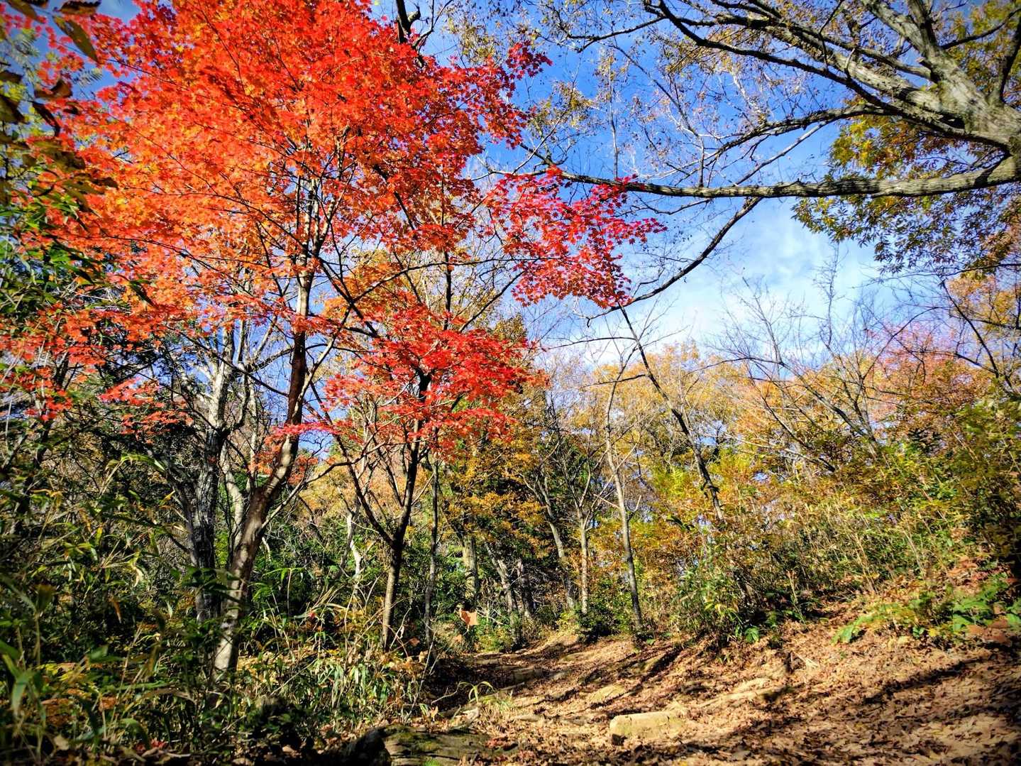 二上コース登山口-文殊山登山道二上口-小文殊-文殊山-文殊 往復コースの写真