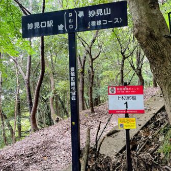 下山中かわいい子鹿🦌に出会えました
いきなり過ぎて撮れなかったけど…
ピョンピョン跳ねて去って行きました☺️