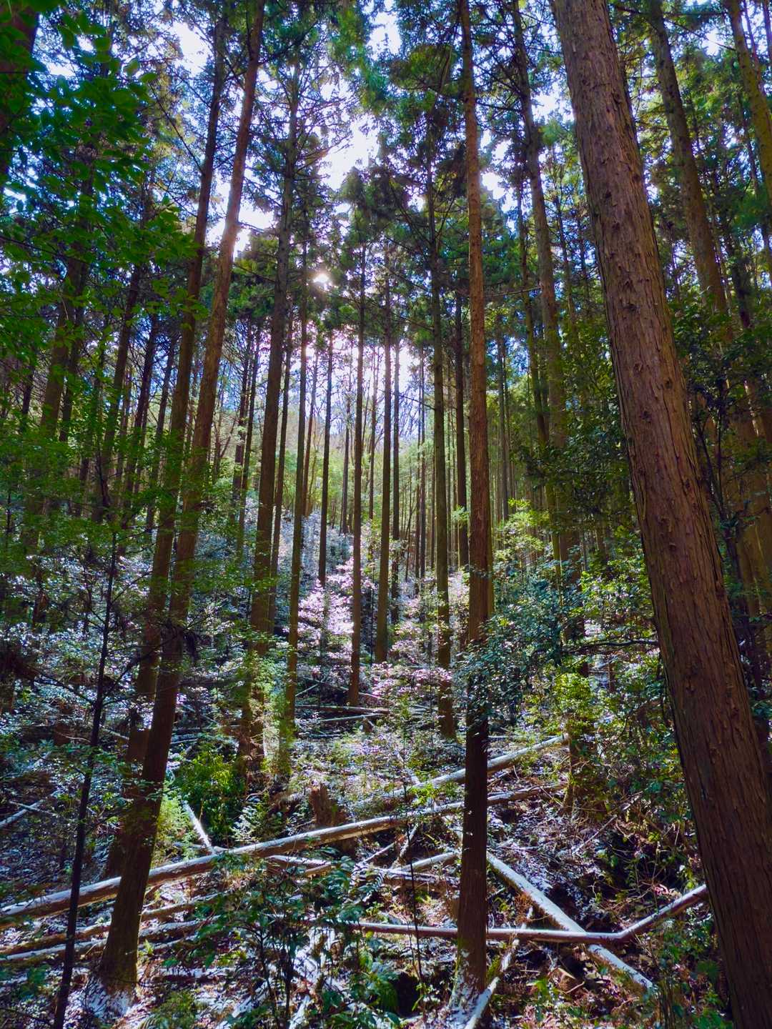 杉林良いよね