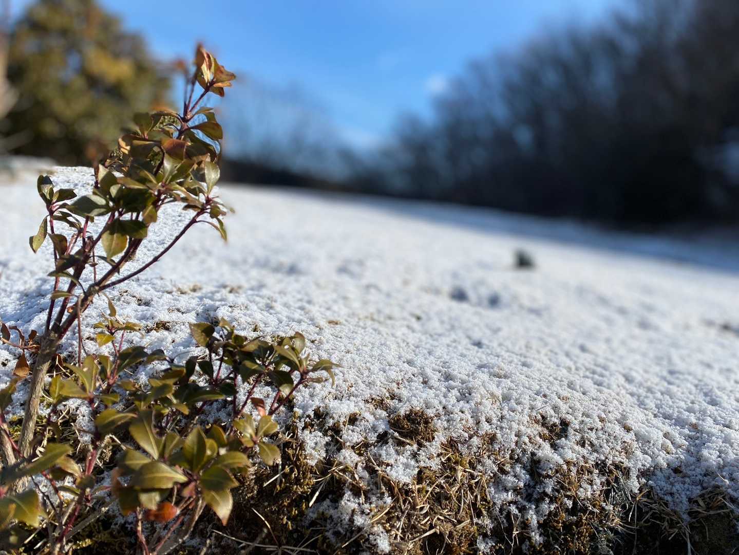 藤コース登山口-七洞岳 往復コースの写真