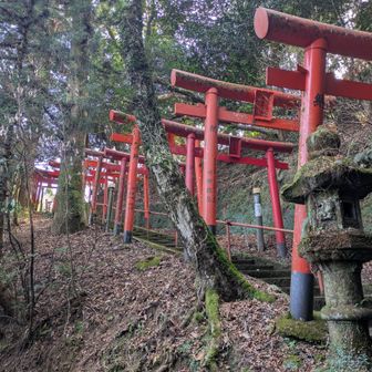 本殿近くは奉納の赤鳥居