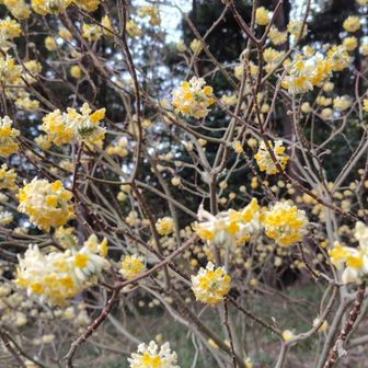 ふれあいの里山展望台とミツマタの谷にはそれぞれミツマタの花がまだ残ってました