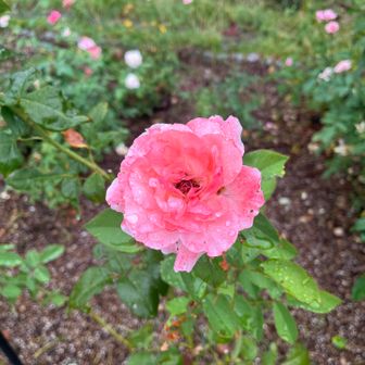 薔薇園もある