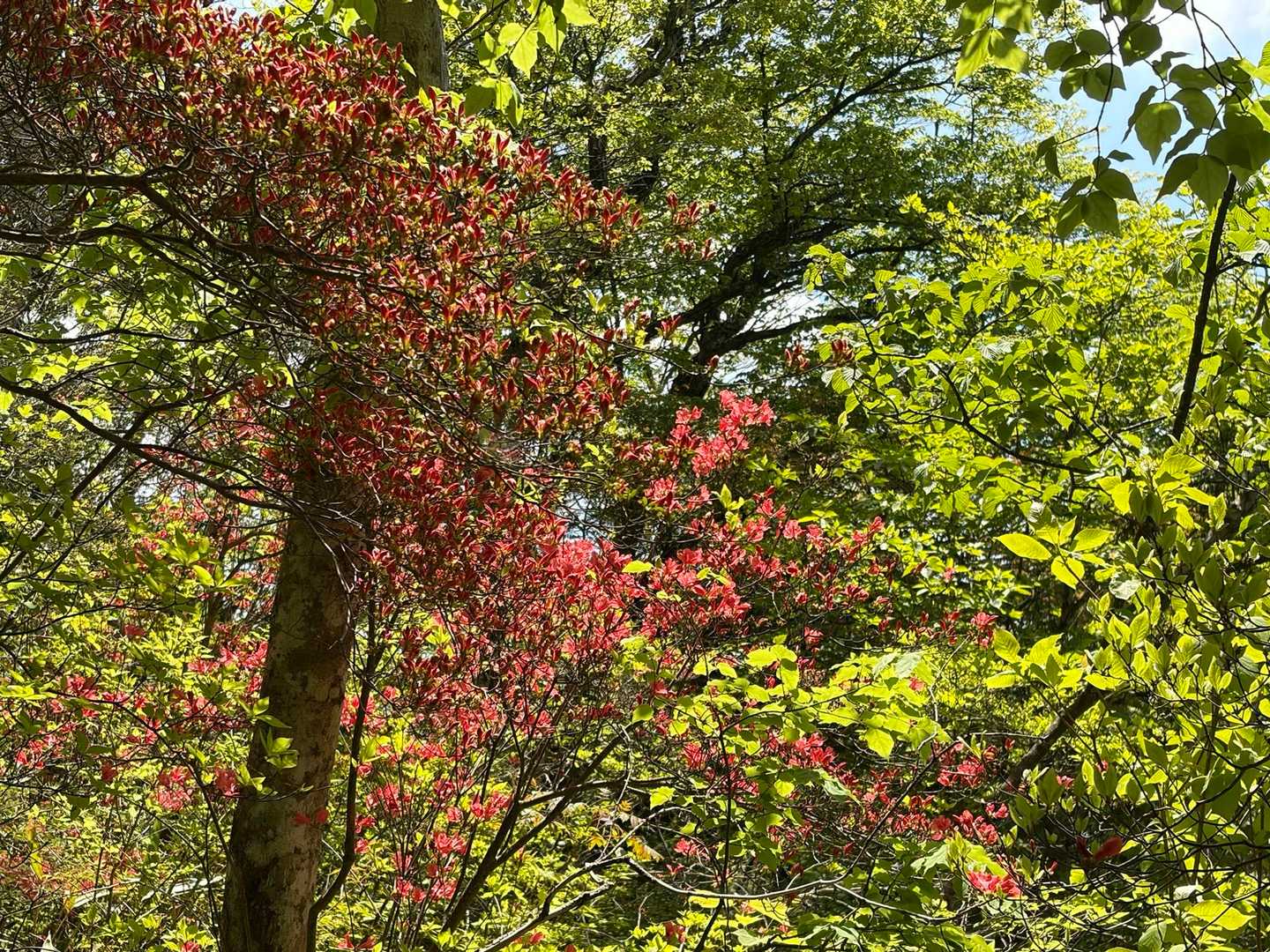 大和葛城山-水越峠-金剛山葛木神社-転法輪寺-金剛山-水越 周回コースの写真