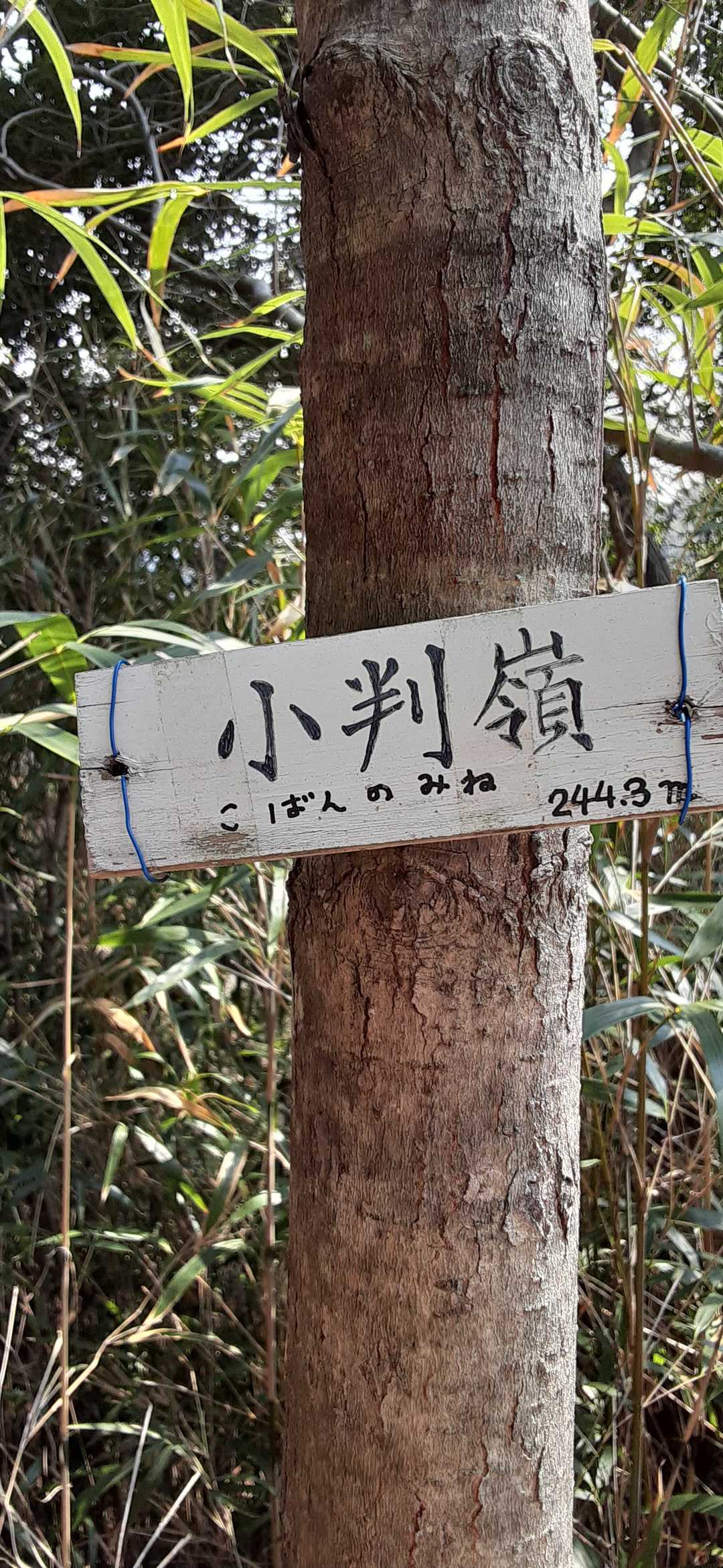 一旦鴻ノ巣山方面に下ります🚶‍♂️
