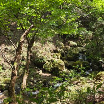 不動の滝。近くのミツマタ群生地は道までニョキニョキ伸びて少し歩きづらかったです