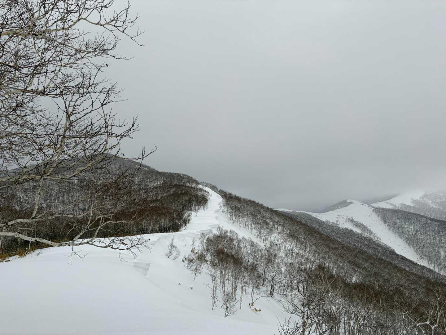 キツイ…
茶色の笹が山標識に見えてしまう幻覚