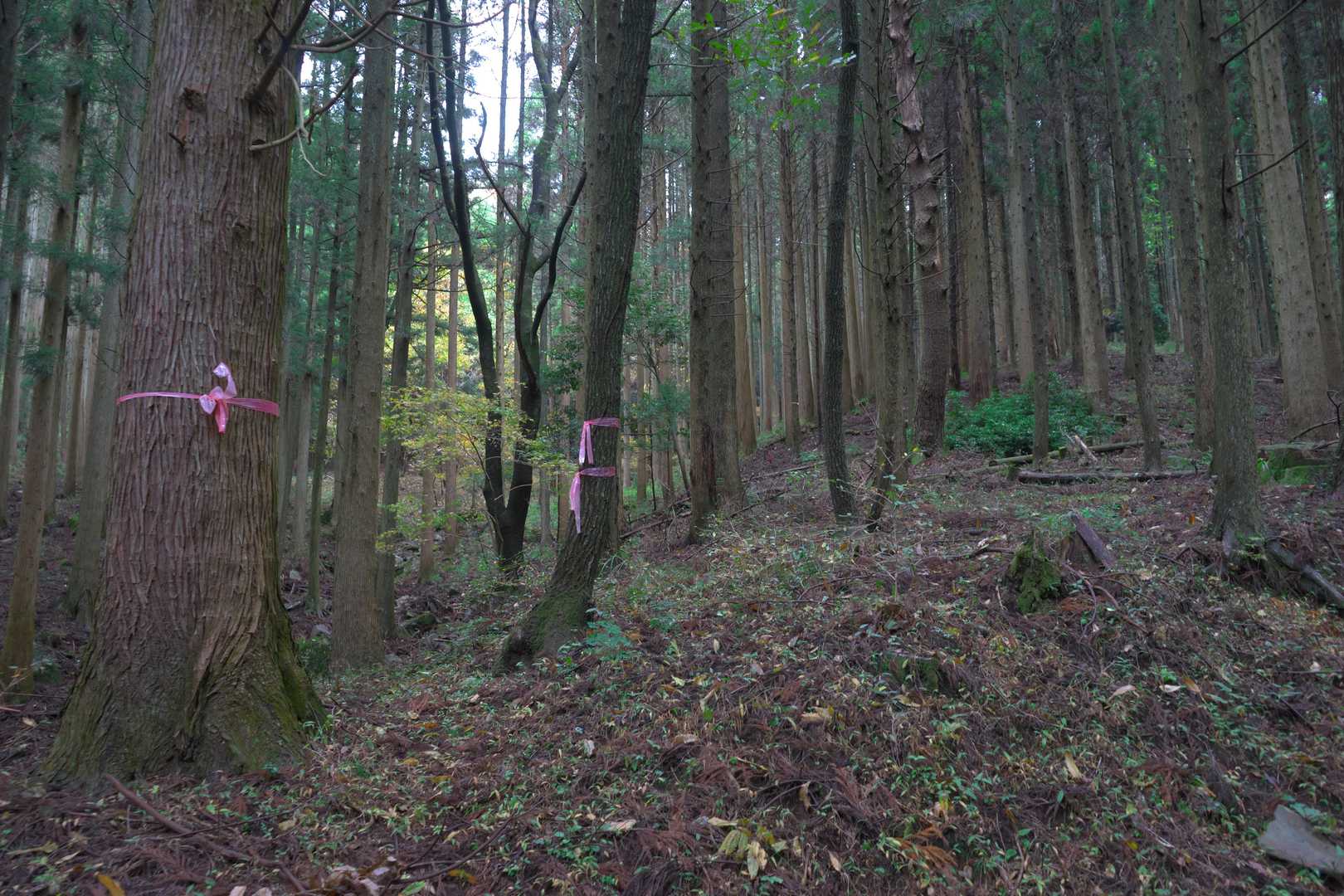 緩木高城跡へは、ここから登るのがいいらしい。