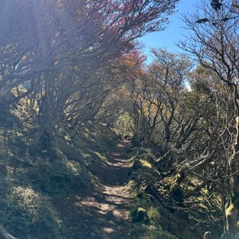 からのフラットゾーン
ここなら私もトレランできるもんね🏃‍♀️