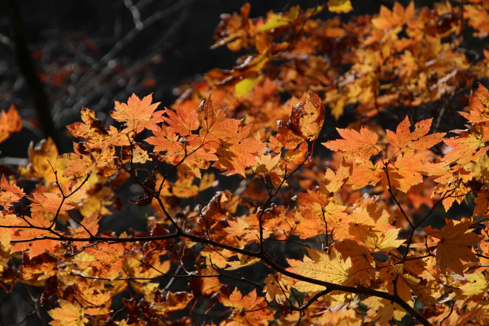 紅葉⑤