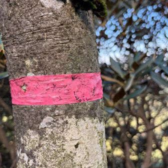 読みづらいが「こっちやで→」と書いてある

すぐ登山道から外れるワイさん、コイツに助けられた〜