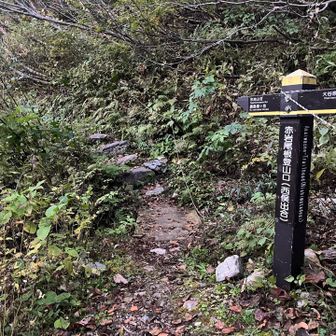 赤岩尾根登山口です。ほのかに湿っぽい登山道を征く。
