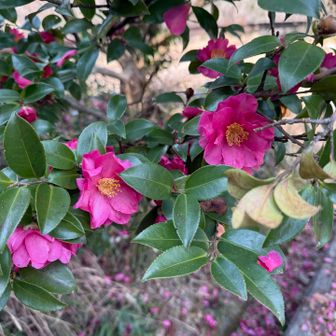 椿が綺麗に咲いてた✨