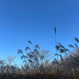久々にススキ📷撮りました